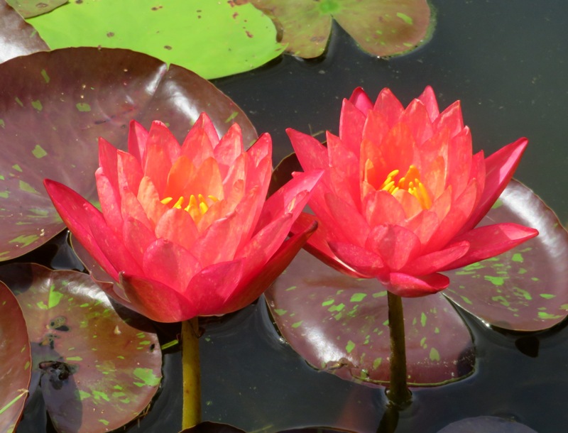 Pair of red lilies