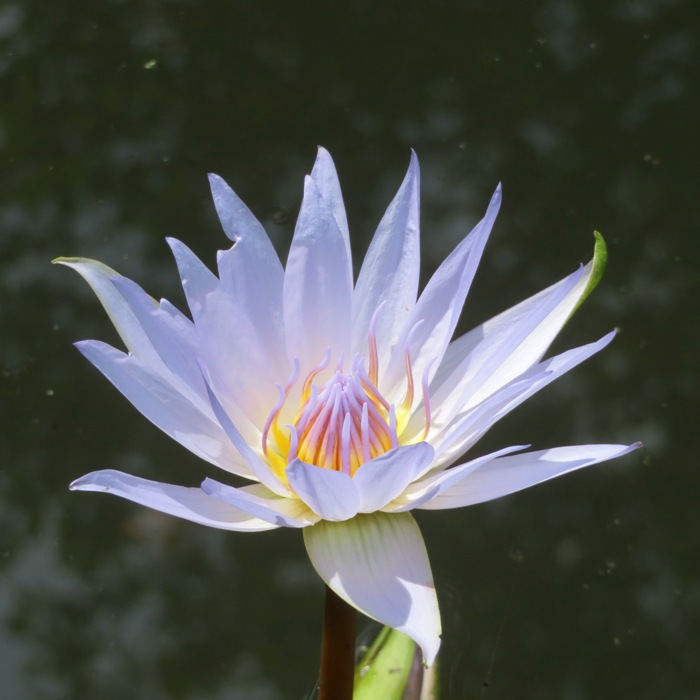 Small blue flower