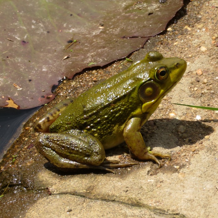 Green frog