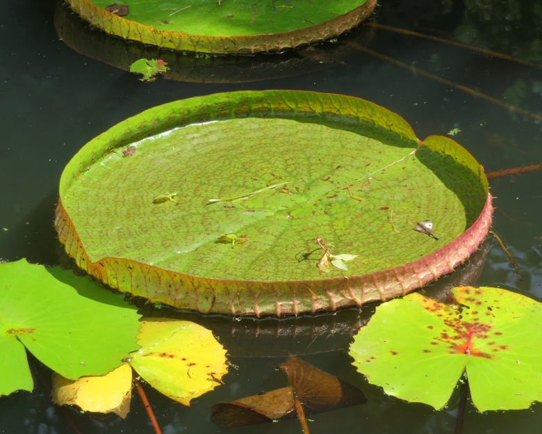 Round leaf on water with edges that point up