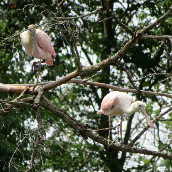 A pair of spoonbills