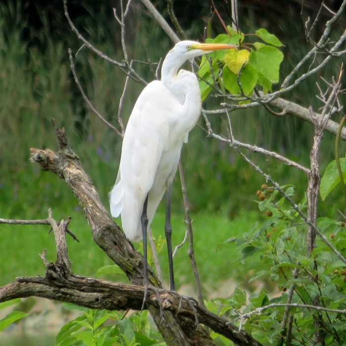 Great egret