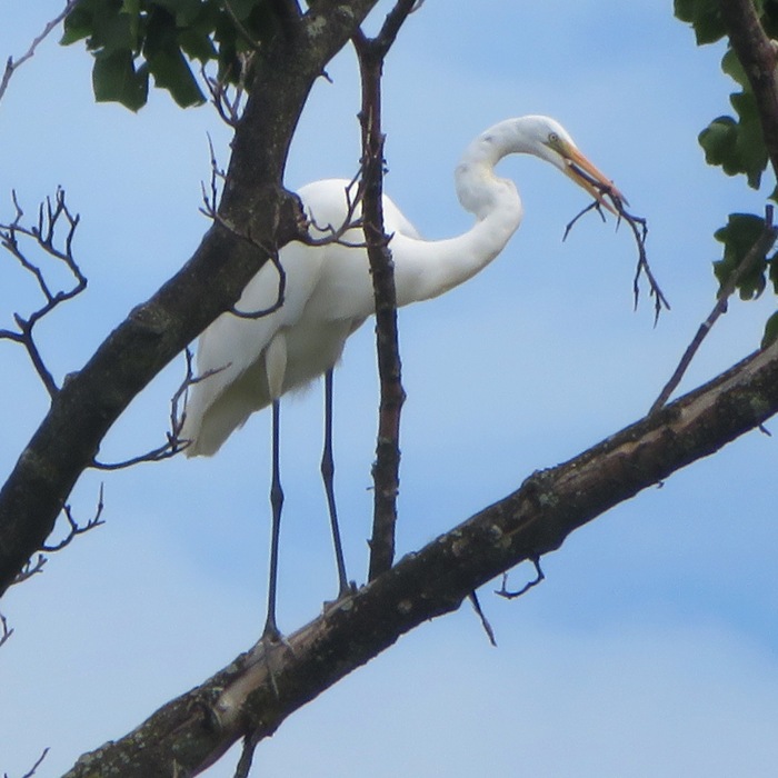 Another great egret