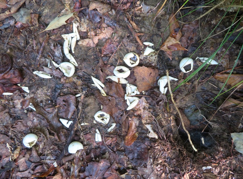 Turtle egg shells