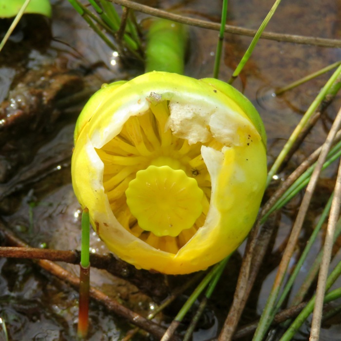 Spatterdock flower