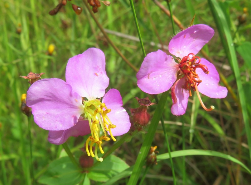 Two Virginia meadow beauty flowers