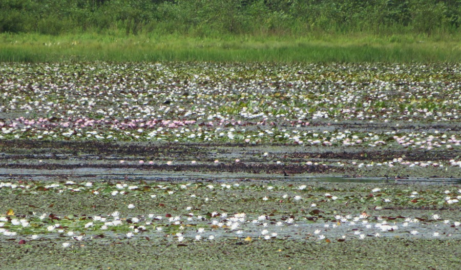 Acres of water lilies