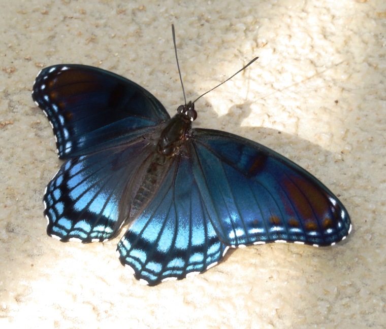 Red-spotted purple butterfly with wings spread out