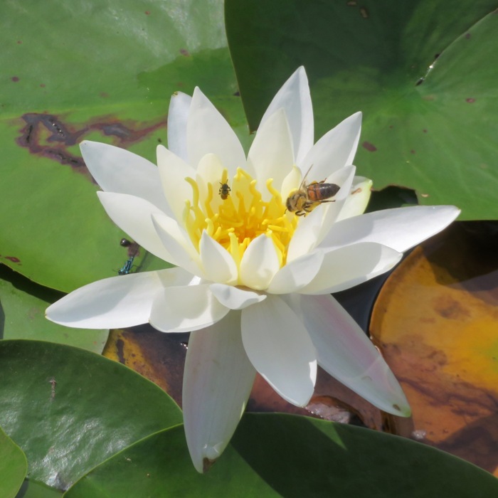 Water lily with two pollinators