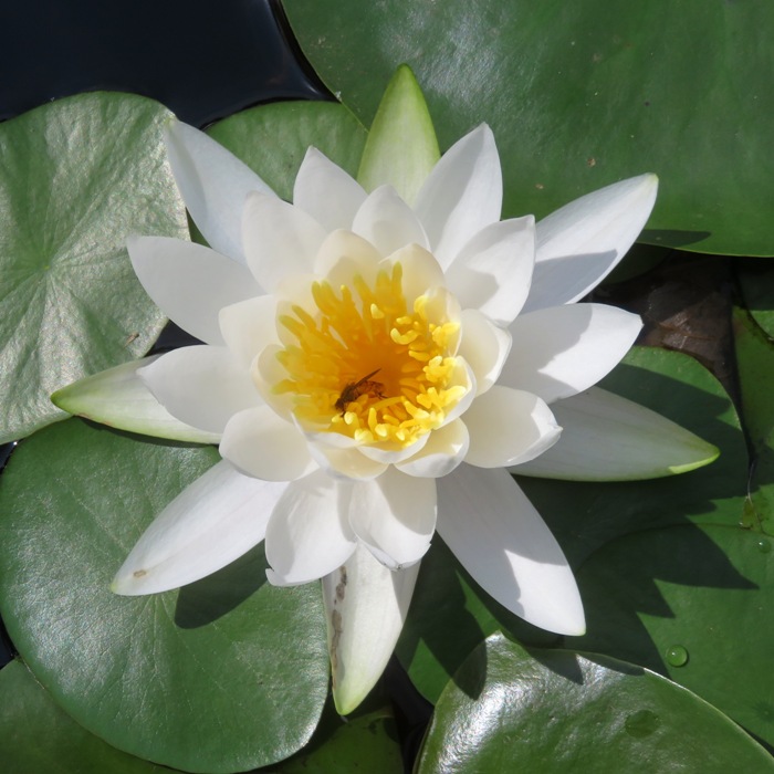 Looking down on water lily