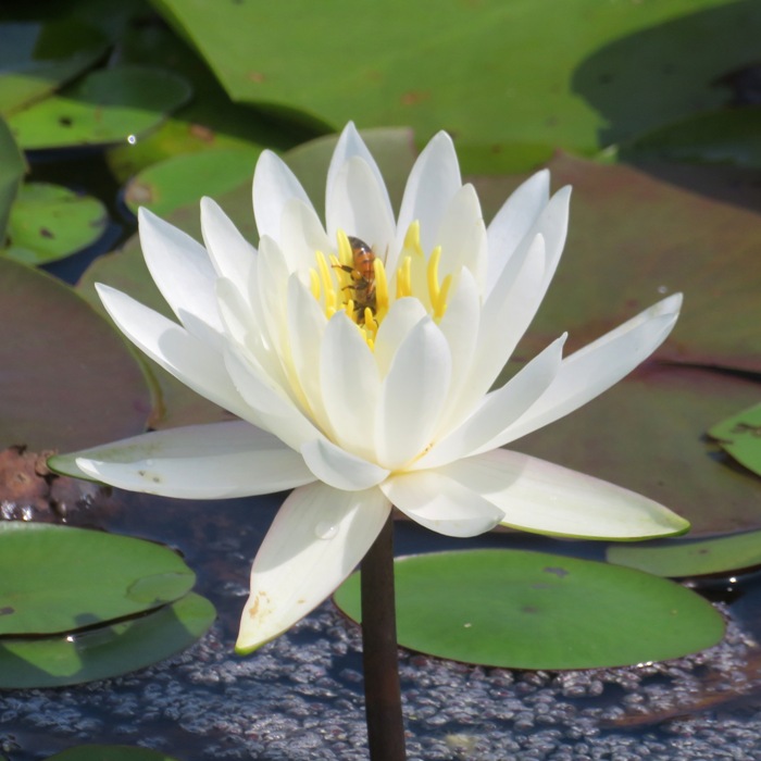 Water lily with bee that has pollen on leg