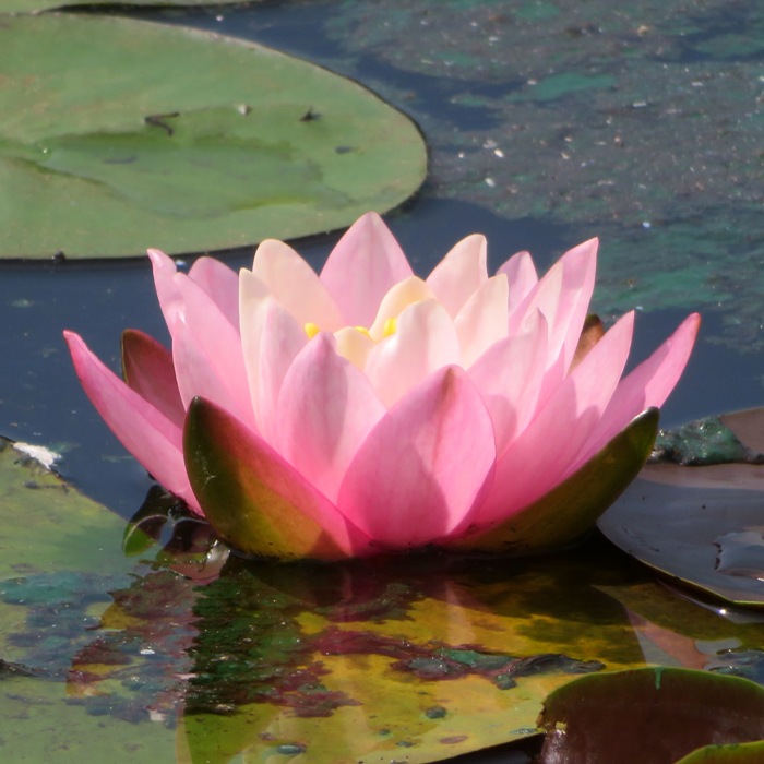 Pink water lily