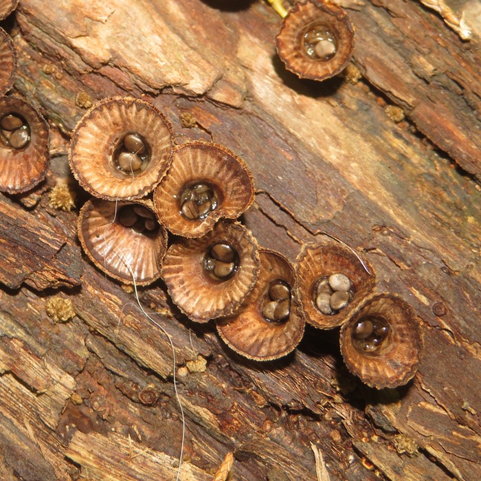 Bird's nest fungi