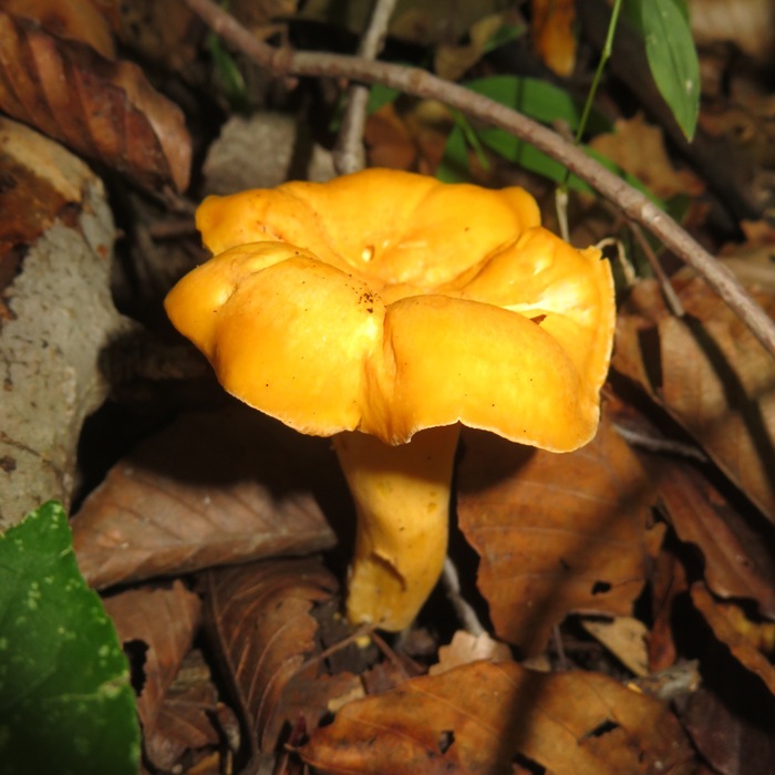 Chanterelle mushroom