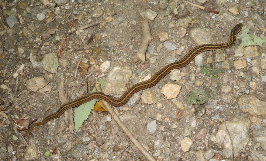 Garter snake