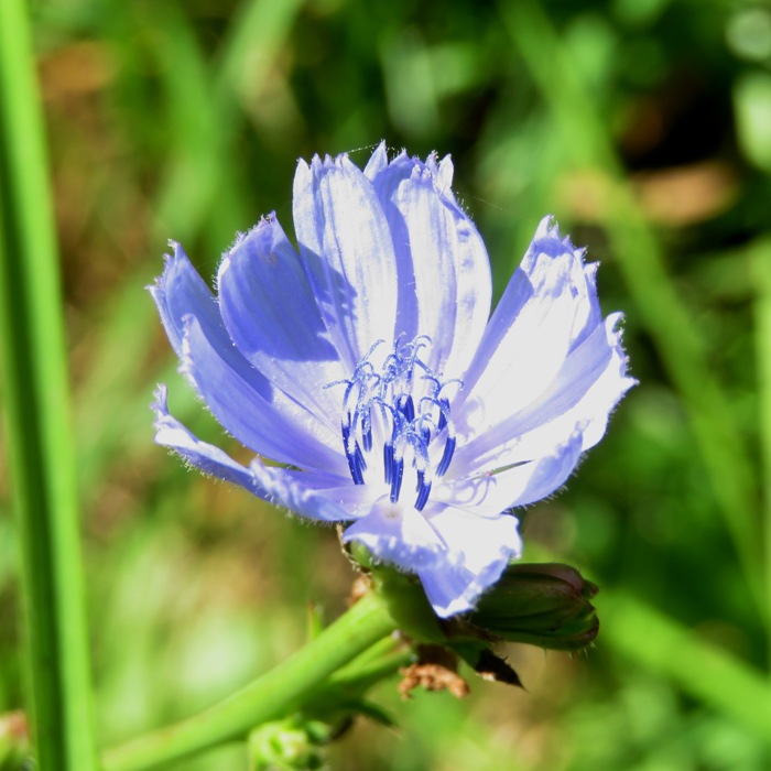 Blue chicory flower