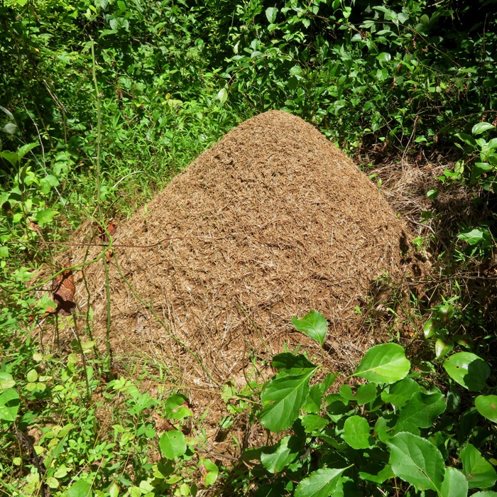 Big anthill