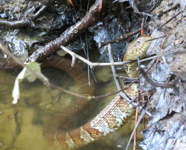 Northern water snake