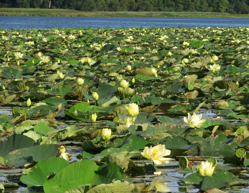 Lots of lotus flowers