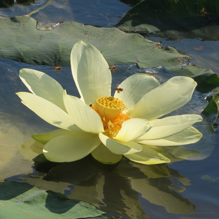 Lotus flower with four honey bees