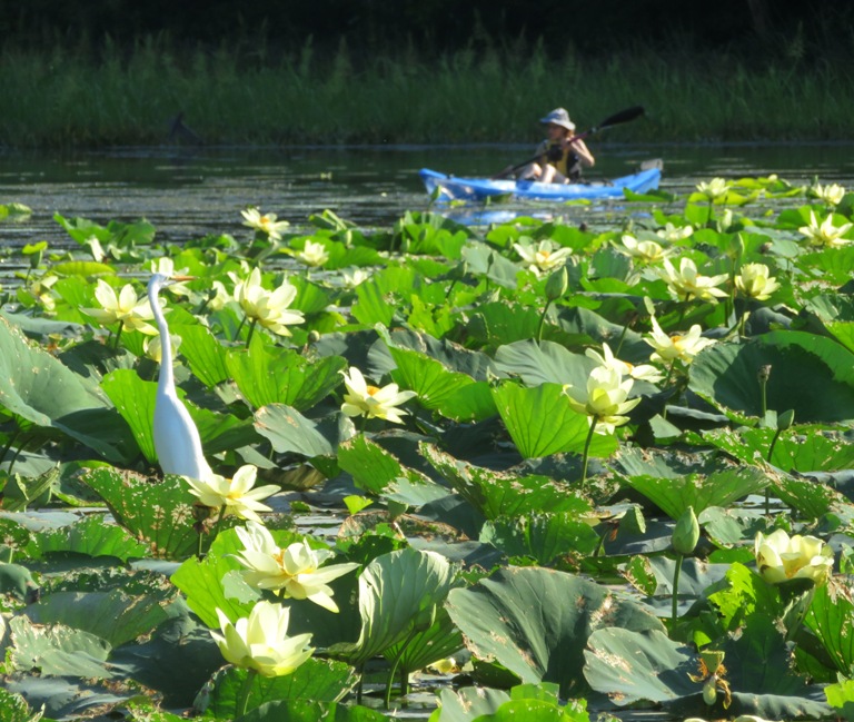 Norma on kayak in the background with egret and flowers in front