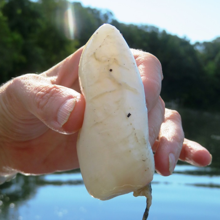 Fish swim bladder