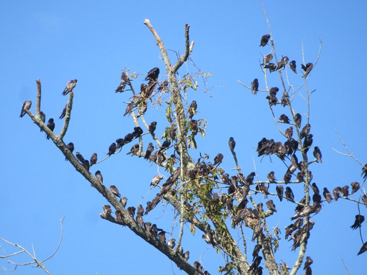 Lots of small birds in a tree