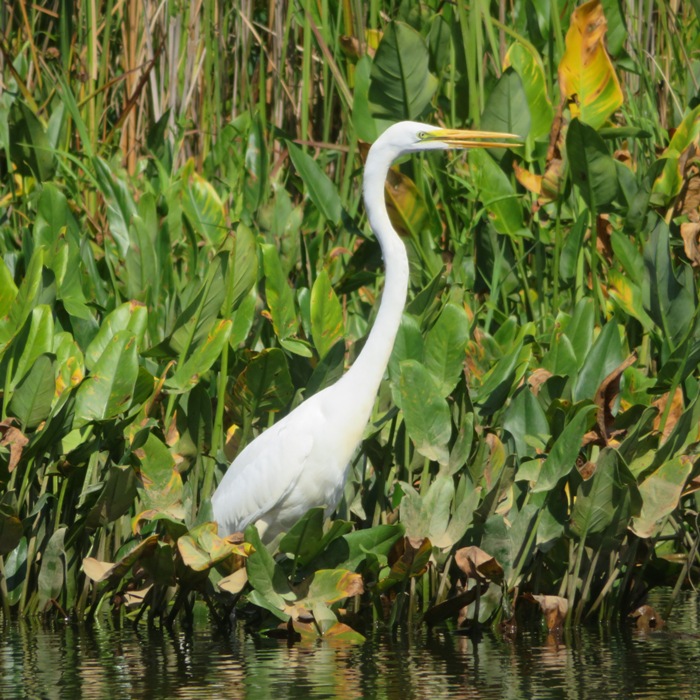 Great egret in the water