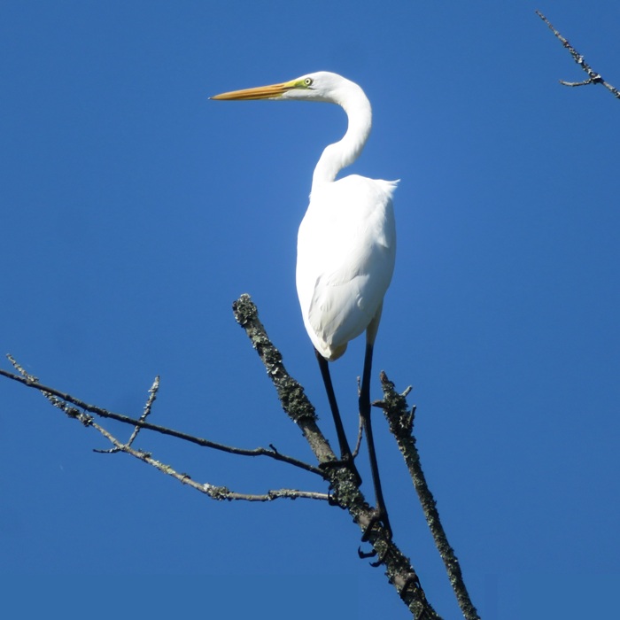 Great egret perched in tree