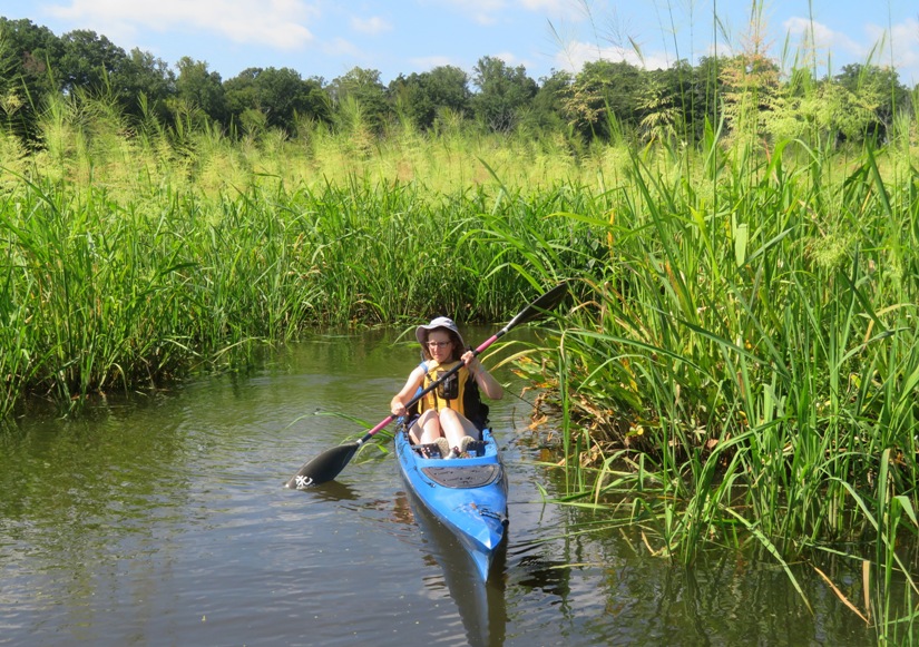 Norma kayaking among wild rice plants