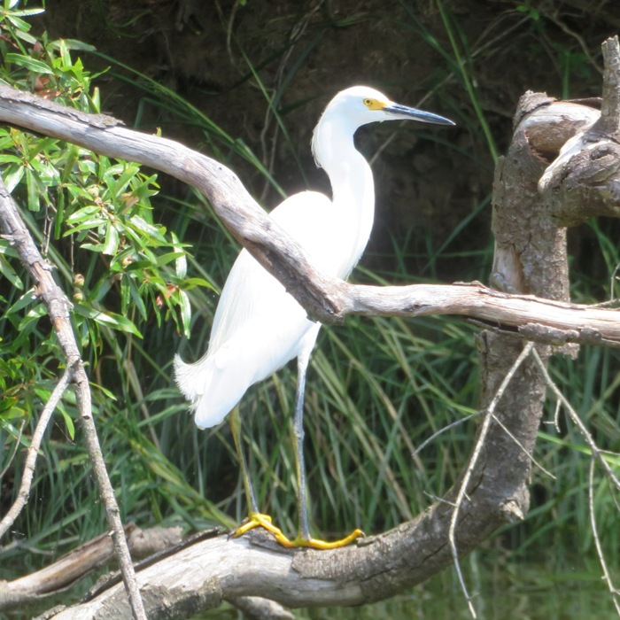 Snowy egret