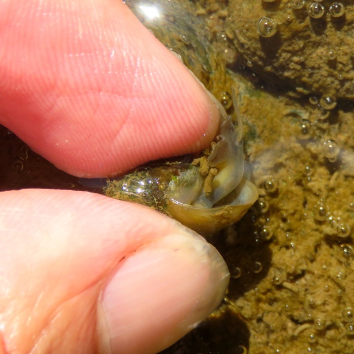 Me holding snail, showing its underside