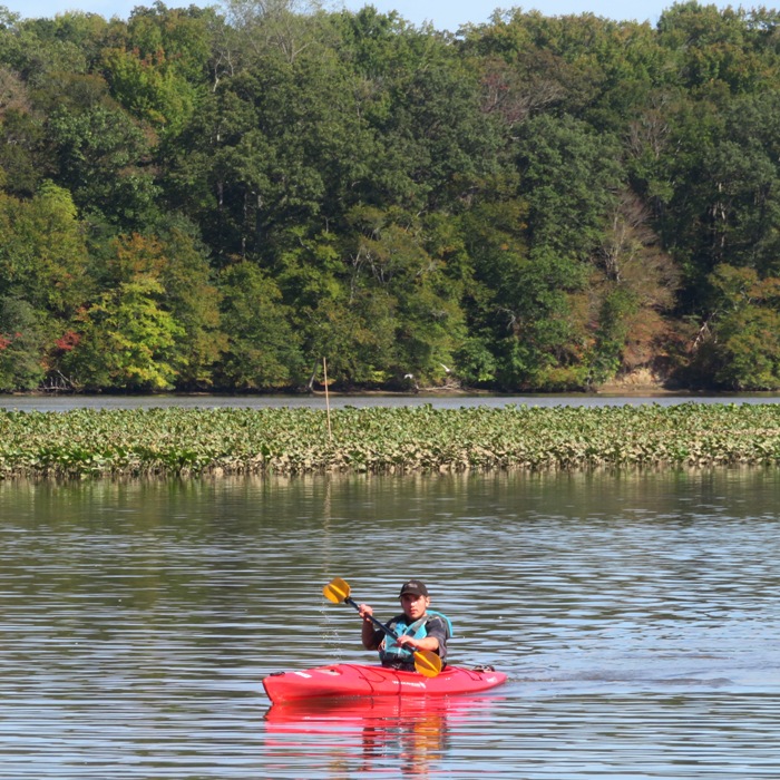 James kayaking with spatterdock behind