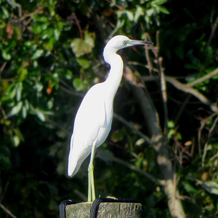 Juvenile little blue heron