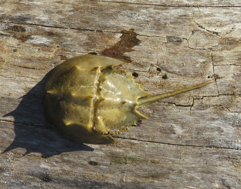 Small horseshoe crab