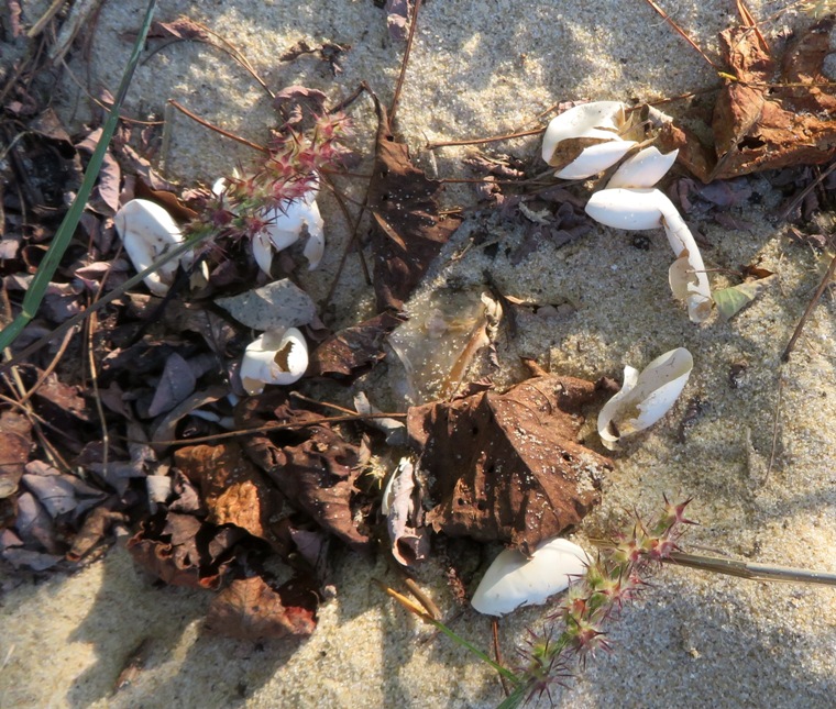 Turtle egg shells on beach