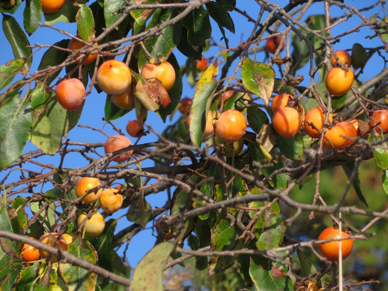 Orange persimmon fruit in tree