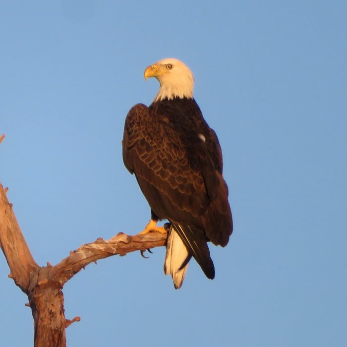 Bald eagle in tree