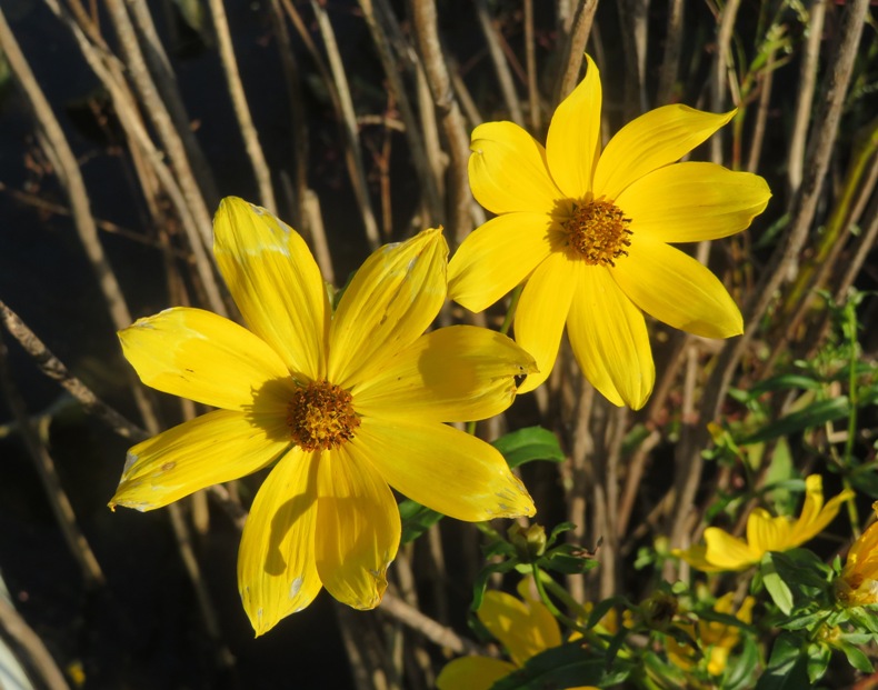 Yellow flowers