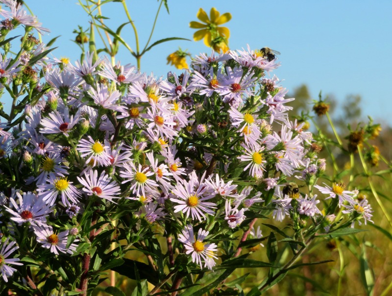 Bees on violet colored flowers