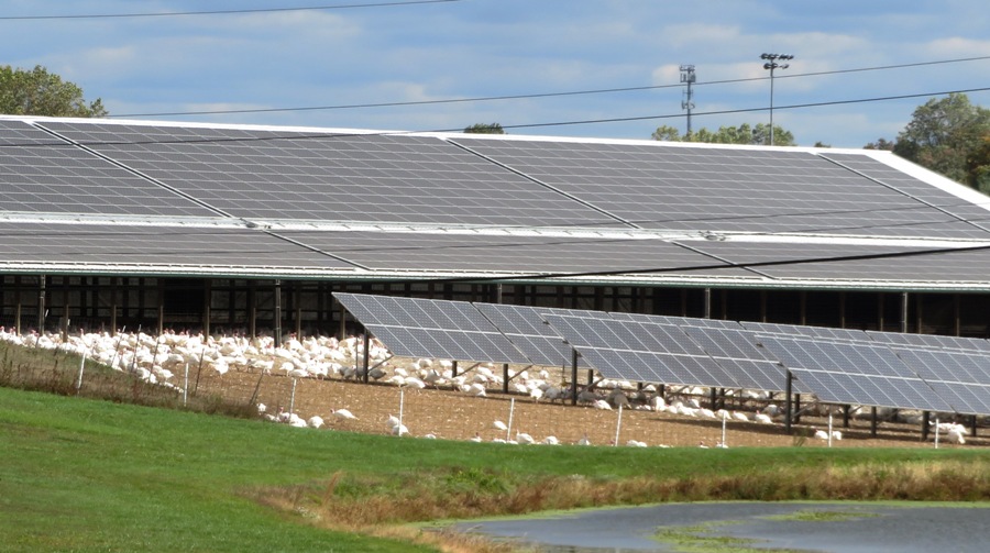 White turkeys near solar panels