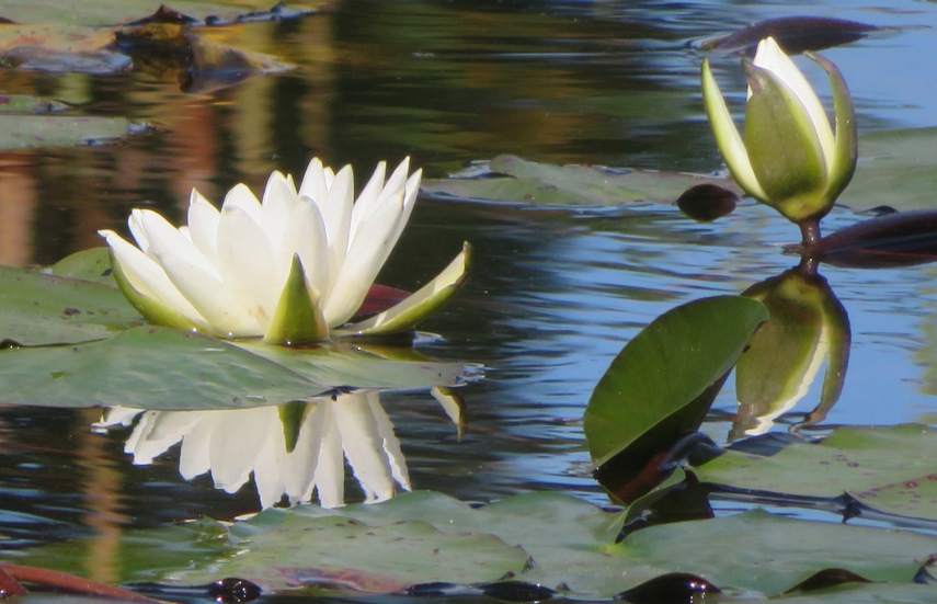 White water lily on pond