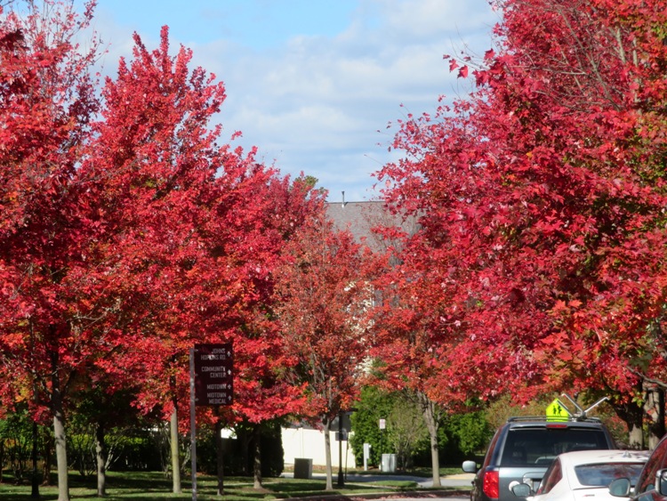 Red maple leafs on trees lining the street