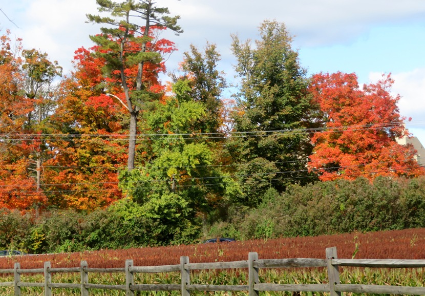 Fall colors in trees