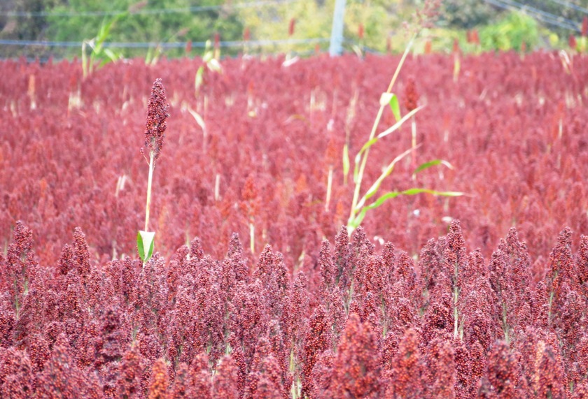 Red sorghum