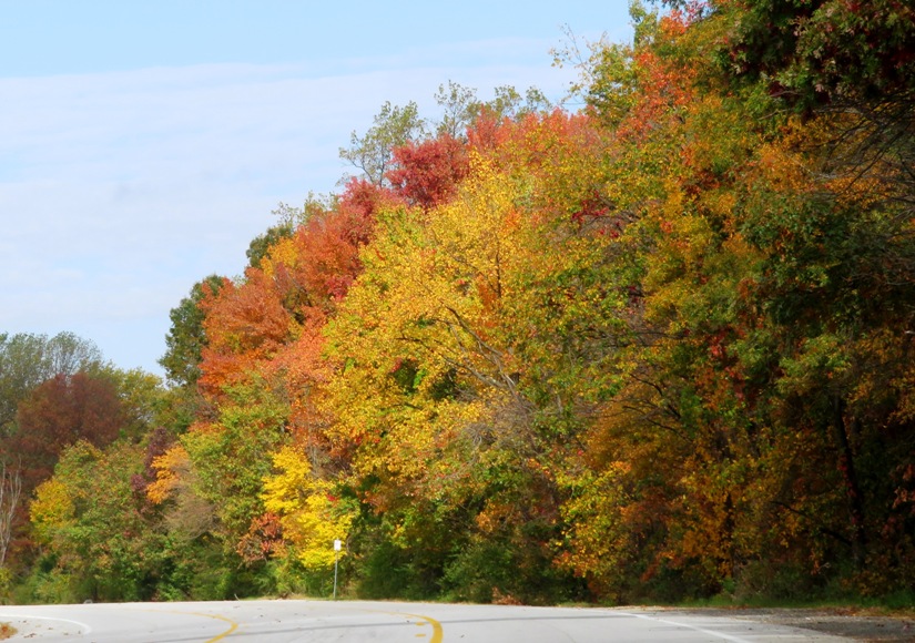 Autumn colors in the trees off Corridor Road