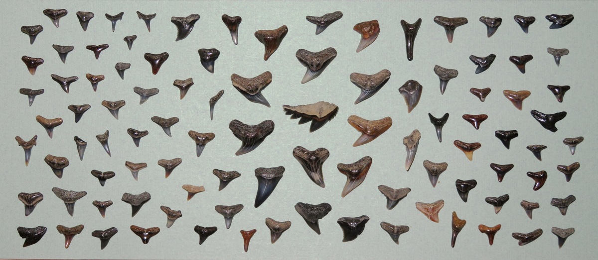 98 shark teeth