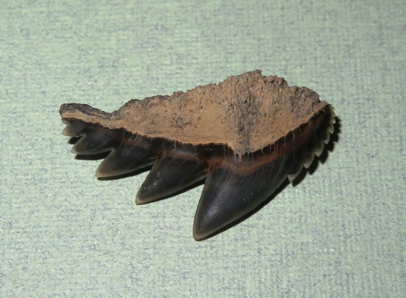 Cow shark tooth comprised of several points