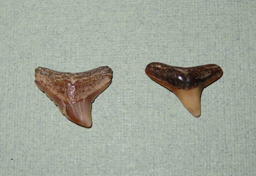 Two shark teeth that are not dark