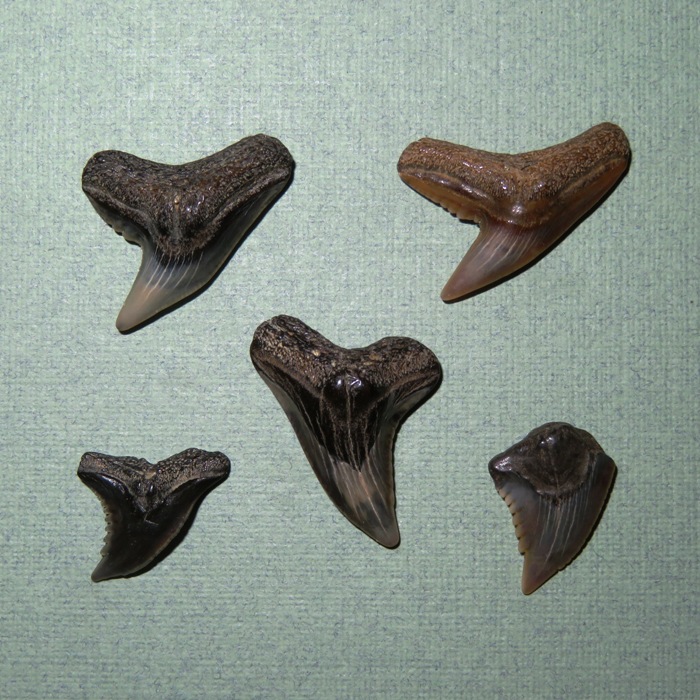 Five very nice shark teeth